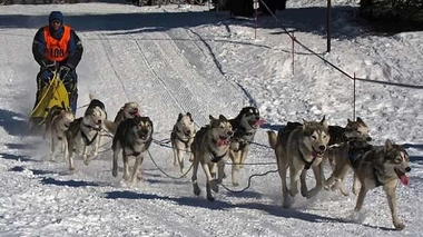 Un « musher » sauvé de l'hypothermie par ses chiens