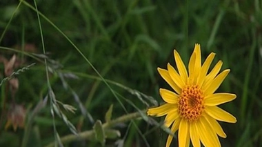 Ecologie et biodiversité : la science compte sur vous !