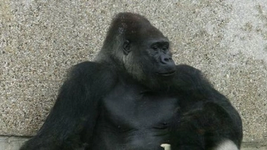 Nos cousins les chimpanzés... et les gorilles !