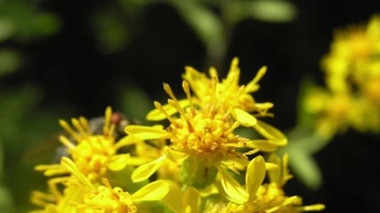 Des plantes pour soulager vos douleurs articulaires