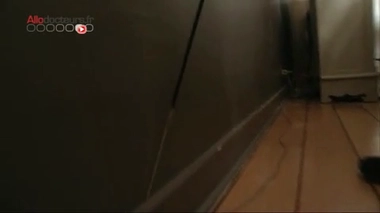 Les chiens partent à l'assaut des punaises de lit