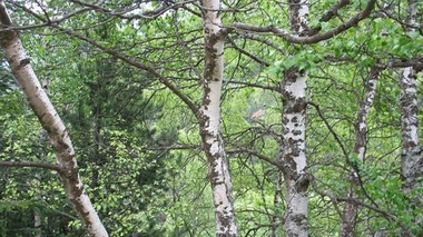 Allergies : les pollens de bouleau arrivent en masse