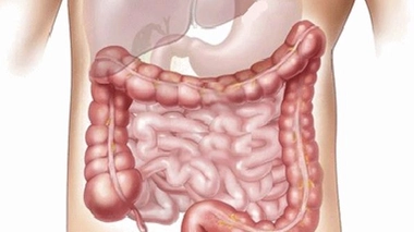 Nos bactéries intestinales, notre deuxième cerveau