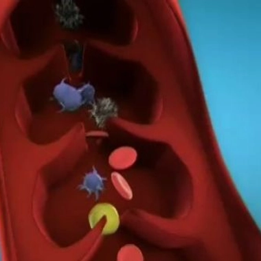 Entretenir le réseau sanguin