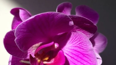 Alzheimer : semer pour récolter