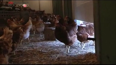 Comment éviter les infections à Campylobacter ? Reportage du 2 avril 2012.