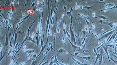 Cyberplasm, le voyage intérieur