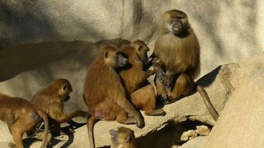 Petits singes savants !