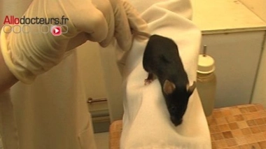 DMLA : l'espoir des cellules souches ?