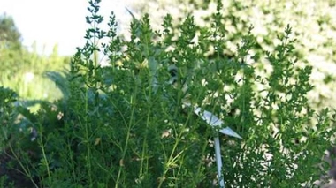 L'ambroisie, le cauchemar des allergiques