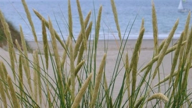 Allergies aux pollens : les graminées reviennent