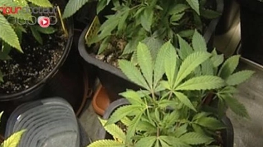Cannabis : soigner sans planer