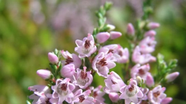 Problèmes urinaires : quelles plantes ?