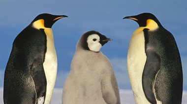 Les manchots, ces oiseaux vicieux et dépravés