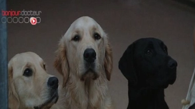 Chiens d'aveugles, les mal-aimés des taxis