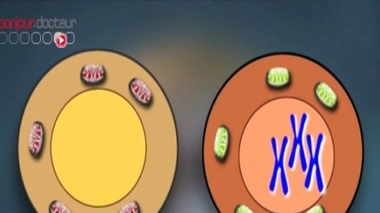 Louis XIV et Marie-Thérèse : une union consanguine à haut risque