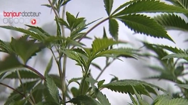 Un ambulancier trafiquant de cannabis