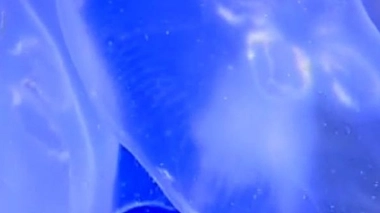 La météo des méduses, pour une baignade sans piqûres !