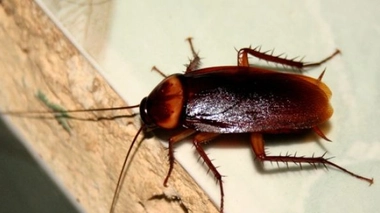 Invasion de blattes dans la ville de Naples : un risque sanitaire ?