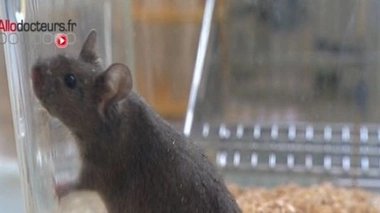 Des souris aveugles retrouvent la vue