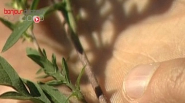 Allergies : trois espèces d'ambroisie classées nuisibles pour la santé