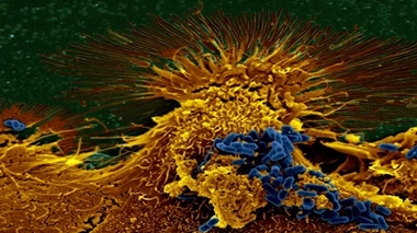 Flore intestinale : une collection de bactéries