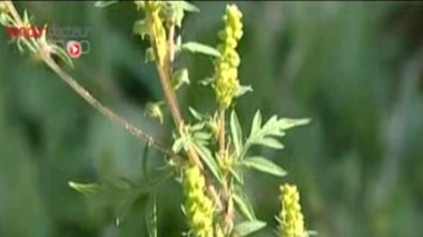 L'ambroisie est une plante sauvage envahissante 