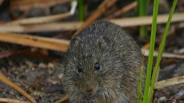 ''Virus du Yosemite'' : le SPH n'est pas transmissible par l'homme