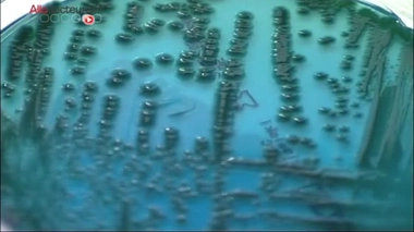 Alerte à la salmonelle dans du Saint-Nectaire