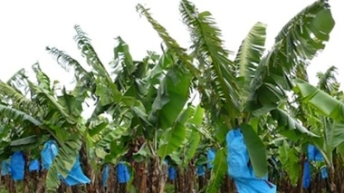 Antilles : l'impact du chlordécone sur le développement des nourrissons