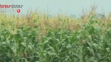 OGM : saisine immédiate de l'Agence nationale de sécurité sanitaire