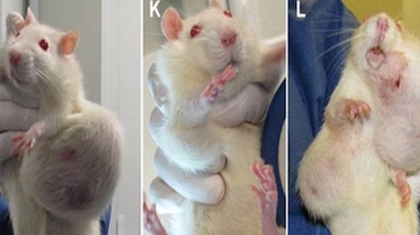 Toxicité des OGM : une association d'experts pro-OGM réagit