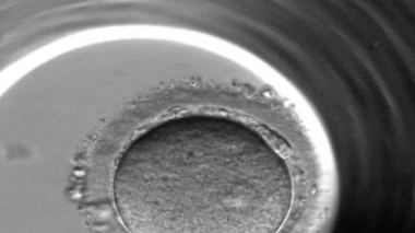 Un espoir dans l'infertilité suite aux traitements anti-cancéreux