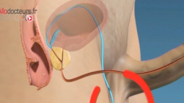 La castration, clé de la longévité ?