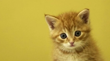 Passeport, puce d'identification et carnet de santé : minou doit montrer patte blanche!