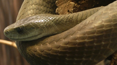 Le venin du mamba noir : meilleur antalgique que la morphine ?