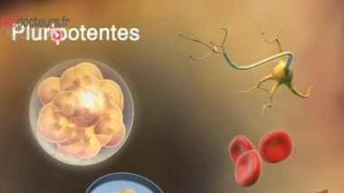 Nobel de médecine 2012 : trois questions au Pr. Marc Peschanski