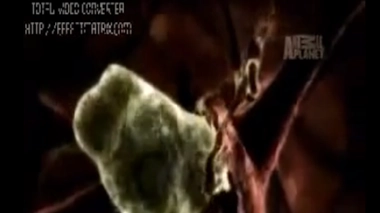 Une amibe dévore le cerveau de dix Pakistanais