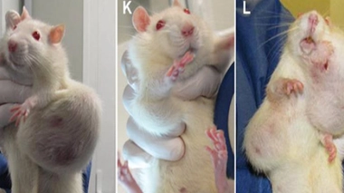 OGM : six académies des sciences fustigent l'étude de Séralini