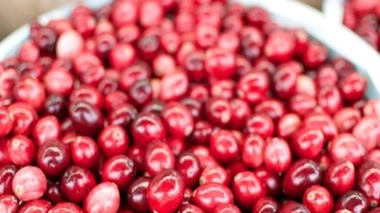 La canneberge pour prévenir les cystites : la fin d'un mythe