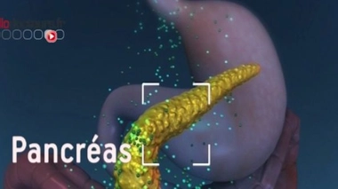 Le diabète de type 1 provoque la destruction des cellules productrices d'insuline dans le pancrés