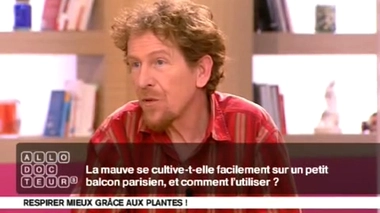 Problèmes respiratoires : la mauve se cultive-t-elle facilement ?