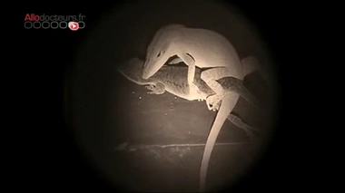 Expo ''Bêtes de sexe'' : ils ne pensent qu'à ça !