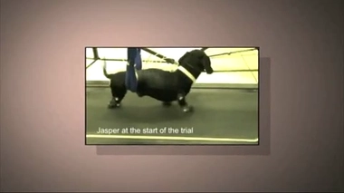 Des chiens paralysés qui remarchent !