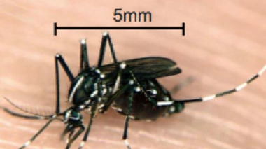 Le retour de la dengue en Europe