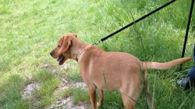 Pas de chien finalement à Montsouris