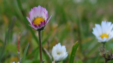 Maux de la femme : et si on essayait les plantes ?