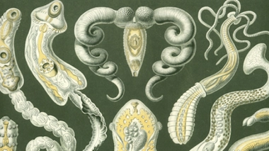 Des parasites contre le syndrome inflammatoire lié à l'obésité