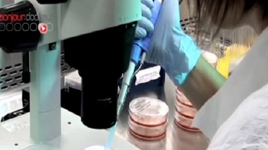 Du tissu rénal régénéré à partir de cellules souches pluripotentes induites : une première mondiale