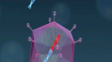 Cancer du foie : l'espoir viendrait d'un virus